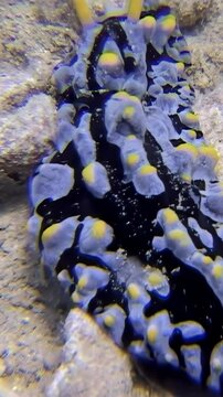 Observed in the South China Sea, a dorid nudibranch elegantly creeps along the ocean floor. Its vivid colors contrast against the substrate, revealing the rich biodiversity of Vietnam.