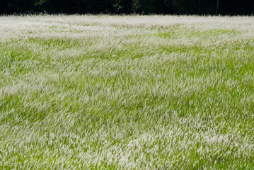 Fototapeta premium green grass field