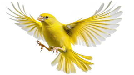 Bright yellow canary bird with wings spread wide in flight isolated on transparent background