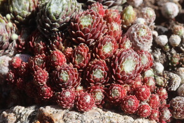 Sempervivum Rojnik Adelaar pajęczynowaty