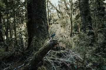 Robin in South Island New Zealand