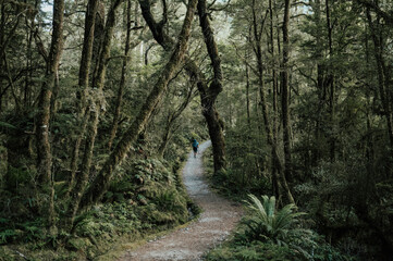 Hiking in the forest, Milord Track