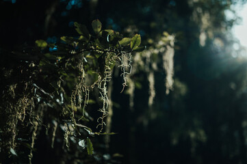 moss in native bush, Milford Track, New Zealand