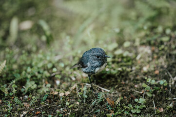 Robin in South Island New Zealand