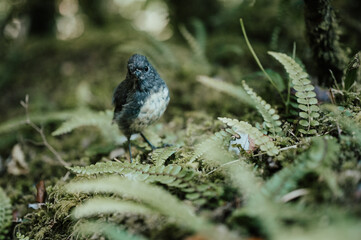 Robin in South Island New Zealand