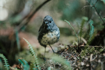 Robin in South Island New Zealand