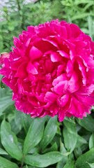 a beautiful burgundy peony blooms in the garden, summer