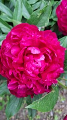 beautiful burgundy peonies bloom in the garden in summer