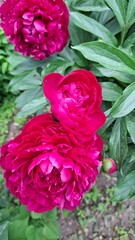 Fototapeta premium beautiful burgundy peonies bloom in the garden in summer