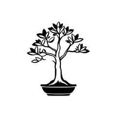 bonsai tree isolated on white