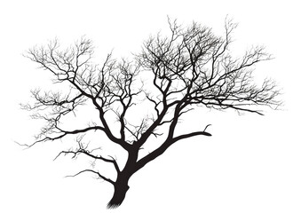 Silhouette design of a leafless tree with detailed branching and natural shape isolated on a transparent background
