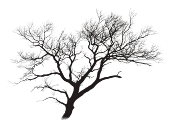 Silhouette design of a leafless tree with detailed branching and natural shape isolated on a transparent background