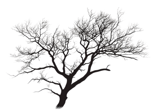 Silhouette design of a leafless tree with detailed branching and natural shape isolated on a transparent background