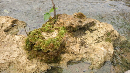 Close up picture of rock in the river