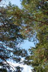 Obraz premium Tree Branch in winter at Seoul Forest, South Korea