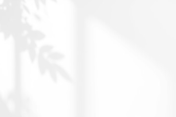 Shadow of a window and leaves reflected on the white wall