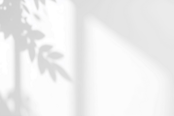 Shadow of a window and leaves reflected on the white wall