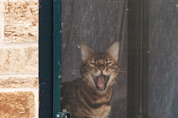 Mosquito net on the window and a yawning cat