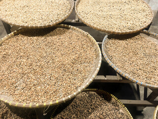 Kopi Luwak Coffee Bean or Civet coffee bean, world's most expensive coffee