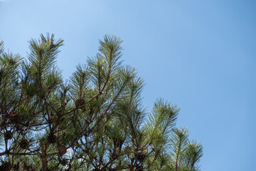 Pine tree branch with sky on the background