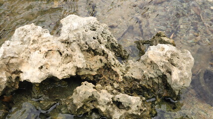 Close up picture of rock in the river