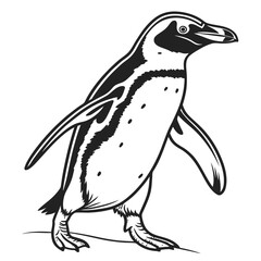 Fototapeta premium Black and white illustration of a walking penguin bird animal