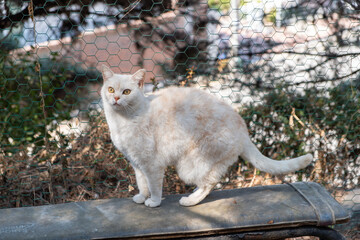 Stray cat walking on the wall, in outdoor garden
