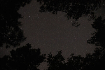 Starry sky in the forest through the trees.