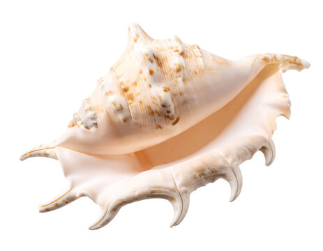 An elegant queen conch shell displays its intricate natural patterns and graceful curves.