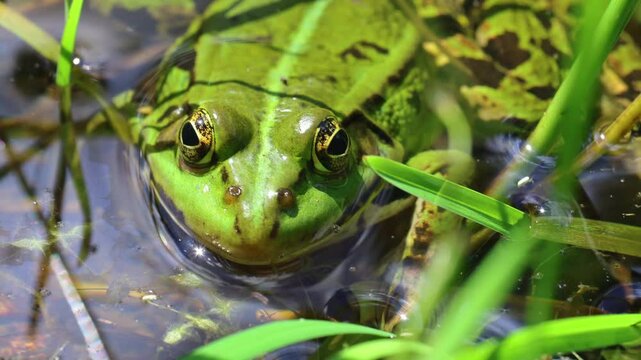 Edible frog, pelophylax esculentus laying on pond surface. Czech wildlife animal background