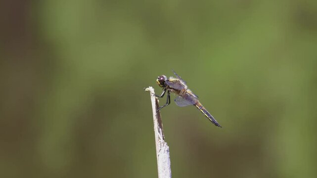 Four spotted chaser, libellula quadrimaculata, dragonfly sitting on grass stem. Czech wildlife animal background