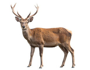 Obraz premium A majestic red deer stag with large antlers stands alert, showcasing its powerful presence in nature.
