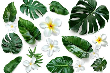 Set of Groupings of Plumeria with Monstera Leaves, Isolated on White Background
