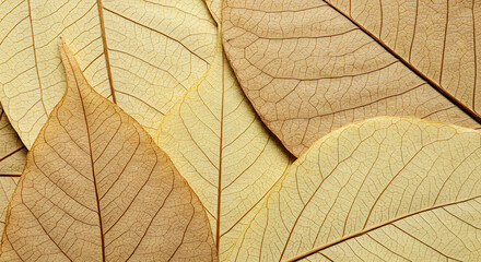 Obraz premium Earthy and organic texture: dried, translucent leaves with prominent vein structures