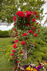 Red roses climbing up a tree trunk.