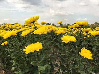 Blooming Marigold Field in a Farm.
