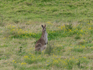 Eastern Grey Kangaroo (Macropus giganteus) grazing on pastural land with long grass and yellow daisies.