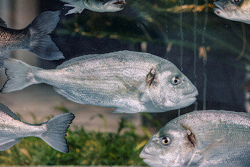 Group of fish swimming in large aquarium behind glass wall, creating captivating underwater scene