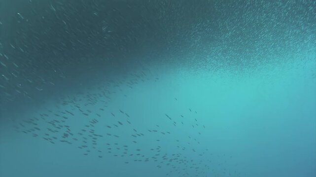 A mesmerizing aggregation of tuna swims in the deep blue. Observe the sheer magnitude of this school while they hunt for food. A natural wonder of the Philippines.