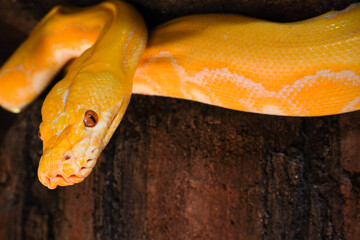 Python bivittatus albino or Python albino is A yellow snake is curled up on a rock. The snake is looking up at the camera