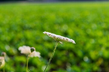 yarrow