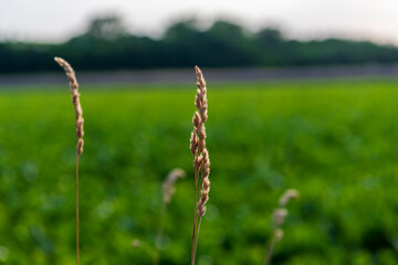 grass with blurry background