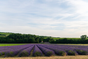 field of lavender