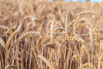 golden wheat field