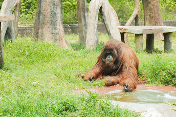 A large orangutan is laying on the grass in a zoo enclosure. The animal appears to be relaxed and comfortable © faiz