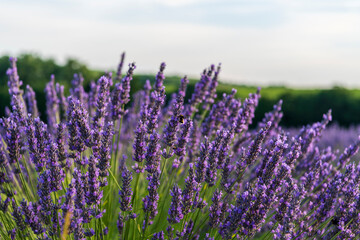 field of lavender