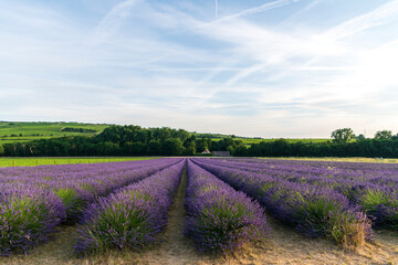 lavender field in germany