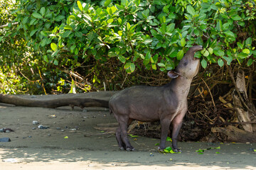  Central American or Baird's tapir (Tapirus bairdii), feeding on leaves in Corcovado National Park, Costa Rica