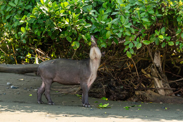  Central American or Baird's tapir (Tapirus bairdii), feeding on leaves in Corcovado National Park, Costa Rica