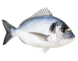 Fototapeta premium A magnificent silver fish, showcasing its detailed scales and elegant fins, is captured in clear detail.